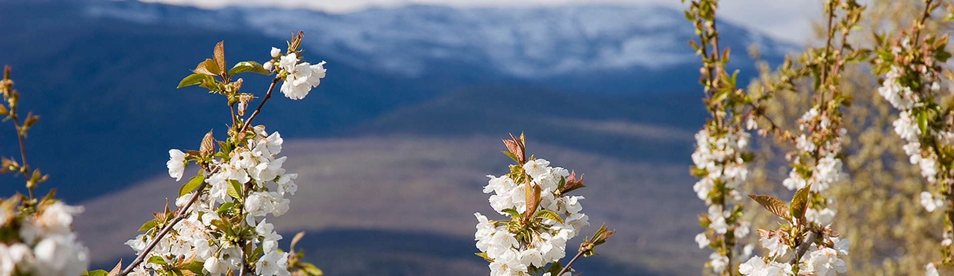 Ven a visitarnos y disfrutarás del magnifico espectáculo del cerezo en flor.